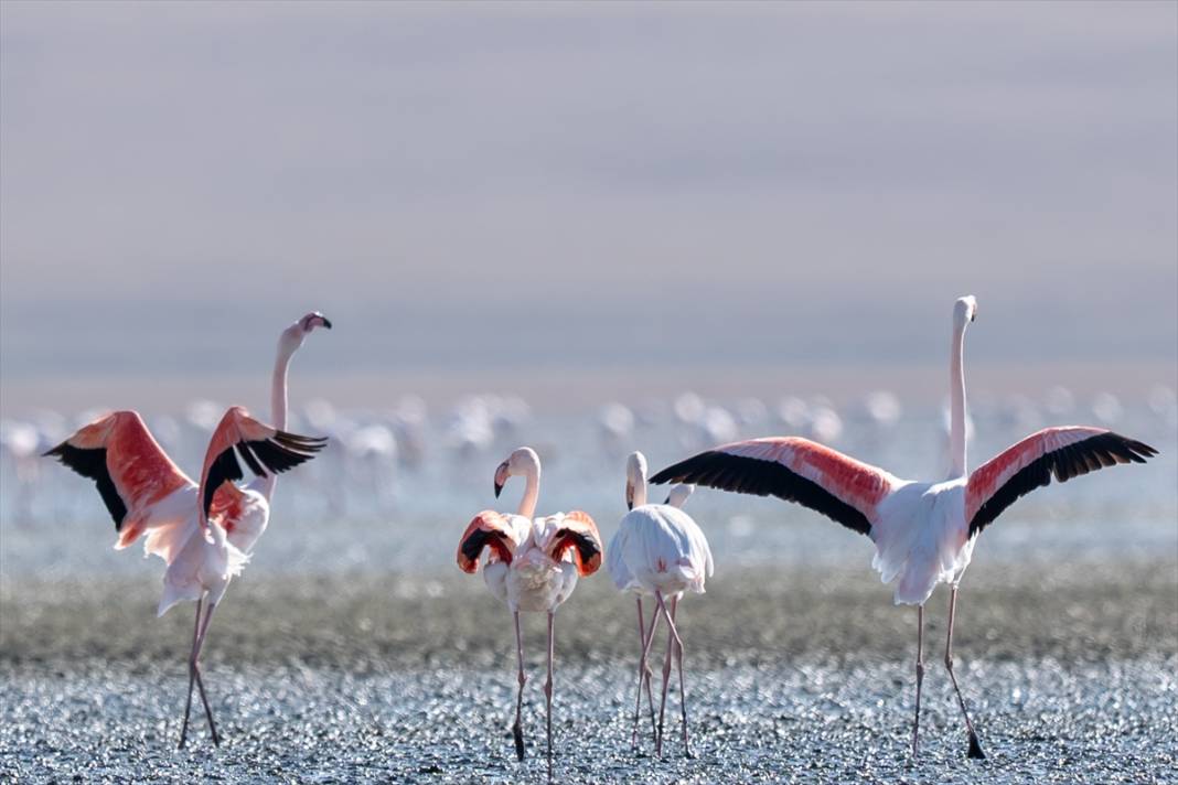 Konya’nın flamingo cenneti! 180 türe ev sahipliği yapıyor, görsel şölen sunuyor 24